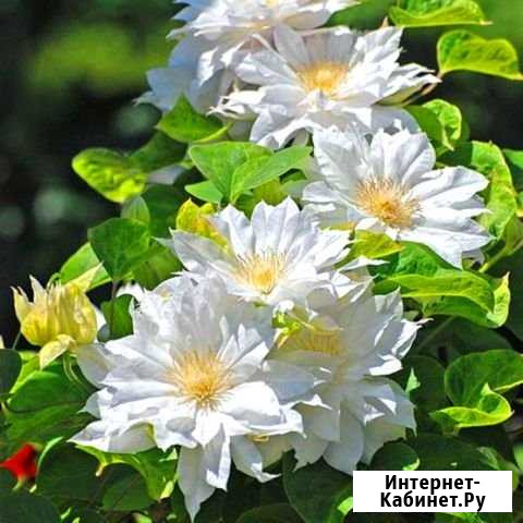 Клематис Новинка. Шираюкихиме Красноярск - изображение 1