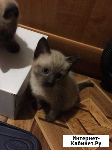 Отдам котят от сиамской кошки в хорошие руки Белев - изображение 1