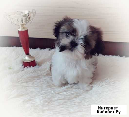 Мини Чемпионы Белгород - изображение 1