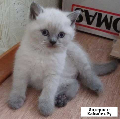 Колор-поинт британский котенок Подольск - изображение 1