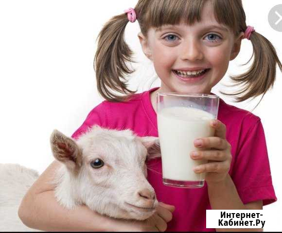 Молоко козье Димитровград - изображение 1