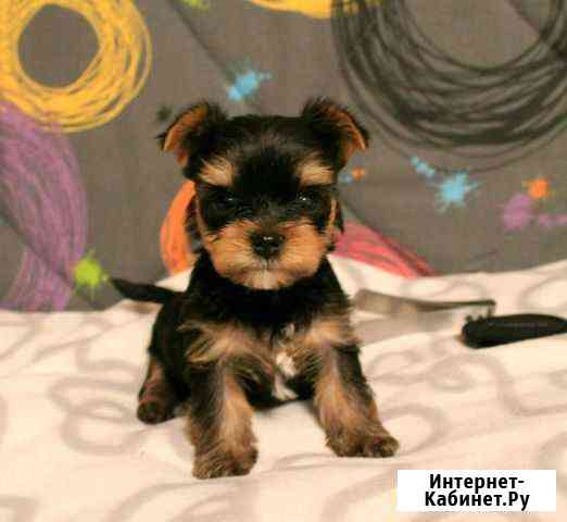 Малютки Йорки Брянск