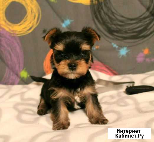Малютки Йорки Брянск - изображение 1