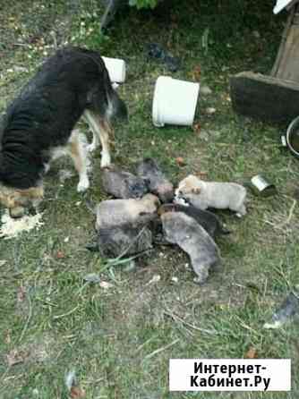 Щенок Ульяновск