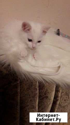 Котёнок Нижний Тагил - изображение 1