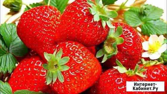 Продам саженцы клубники Лиски