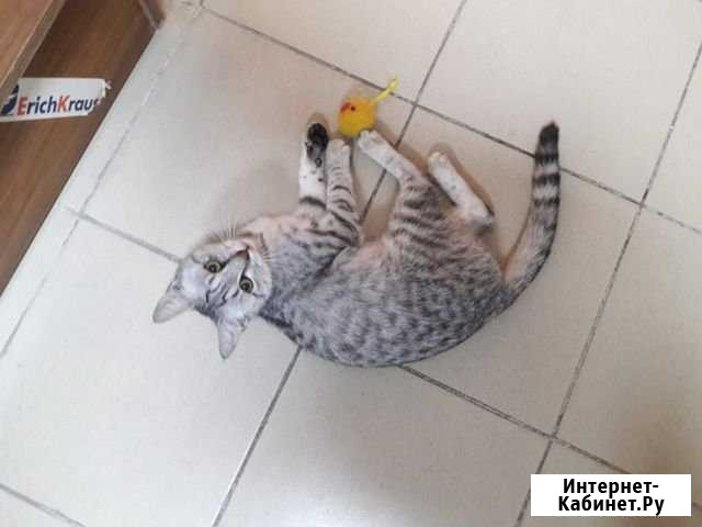 Котенок в добрейшие руки Нальчик - изображение 1