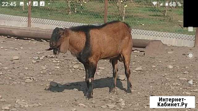 Англо-нубийский козел Курганинск - изображение 1