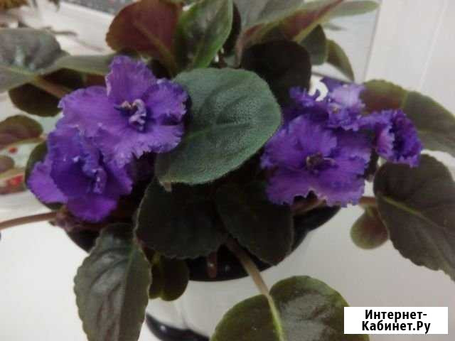 Продам фиалку Кулебаки - изображение 1