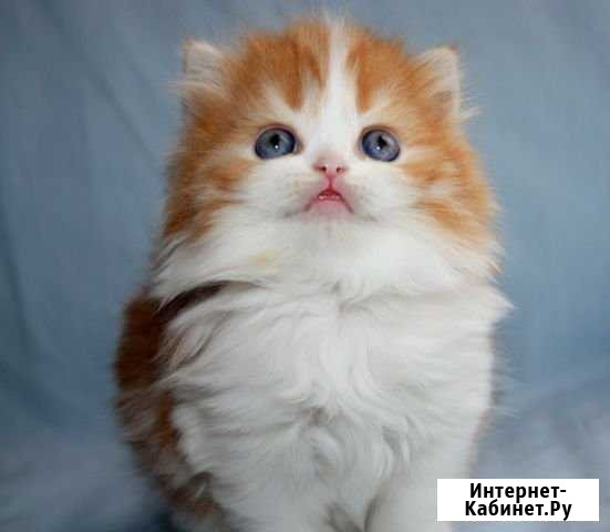 Настоящая шотландская кошечка Бор - изображение 1