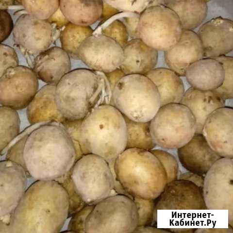 Мелкая картошка Козельск - изображение 1