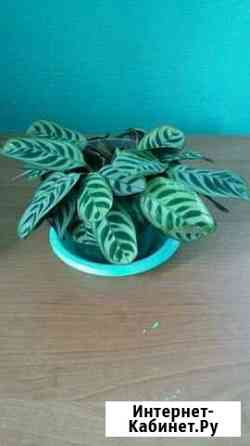 Маранта Благовещенск