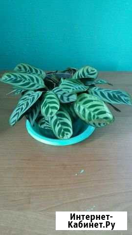 Маранта Благовещенск - изображение 1