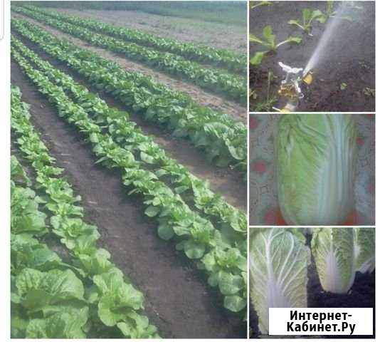 Капуста Упорово - изображение 1