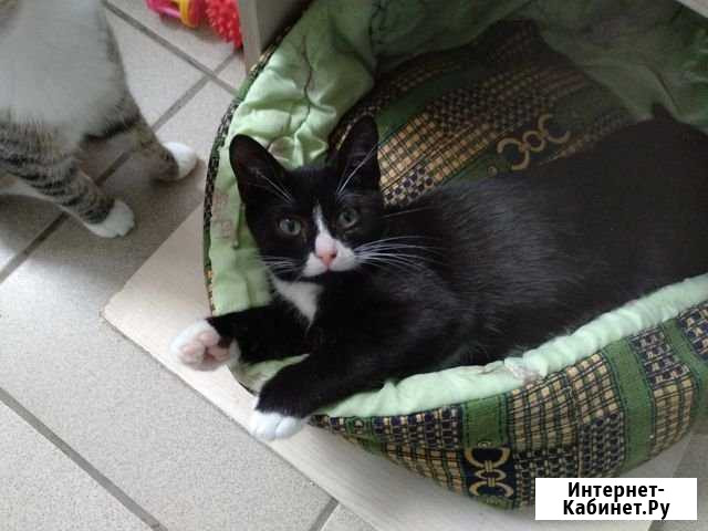 Крупный котёнок Чижик Вологда - изображение 1