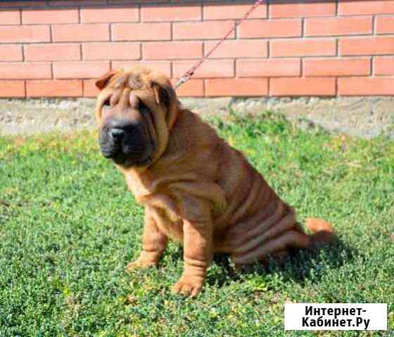 Шар-пей Ставрополь