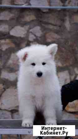 Алиментную девочка бшо (документы РКФ) Воронеж