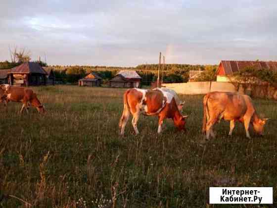 Коровы, телки Ковылкино