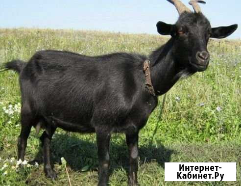 Коза Миасс - изображение 1