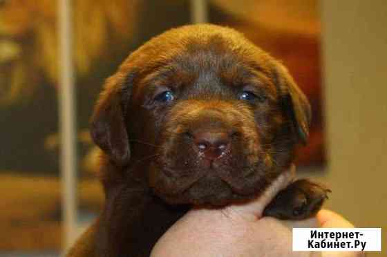 Щенки лабрадора Санкт-Петербург