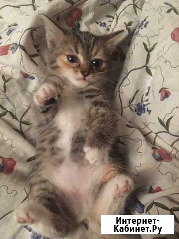 Котёнок в дар Кубинка - изображение 1
