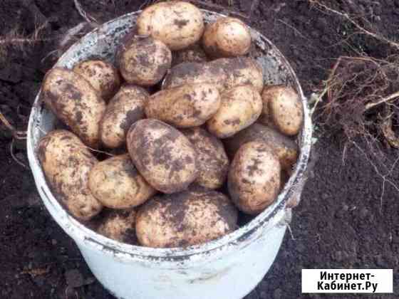 Продам картофель Ульяновск