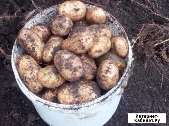 Продам картофель Ульяновск - изображение 1