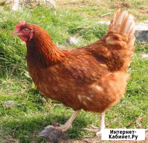 Курочки Несушки Брянск - изображение 1