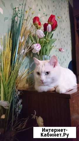 Продаю кота Электросталь - изображение 1