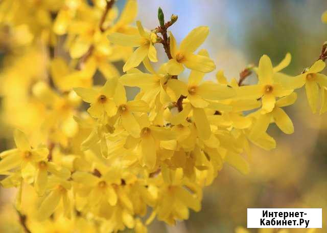 Форзиция Калининград - изображение 1