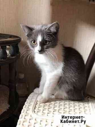 Котята Королев