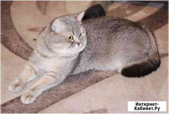 Вязка с котом Санкт-Петербург