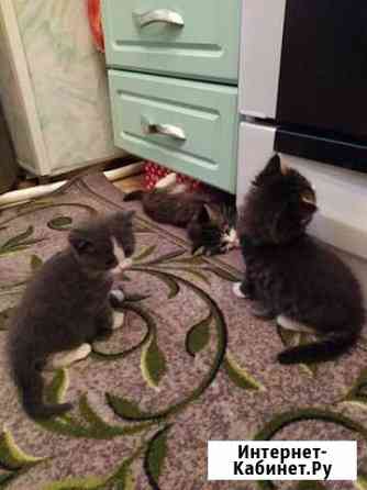 Котята в добрые руки Клинцы