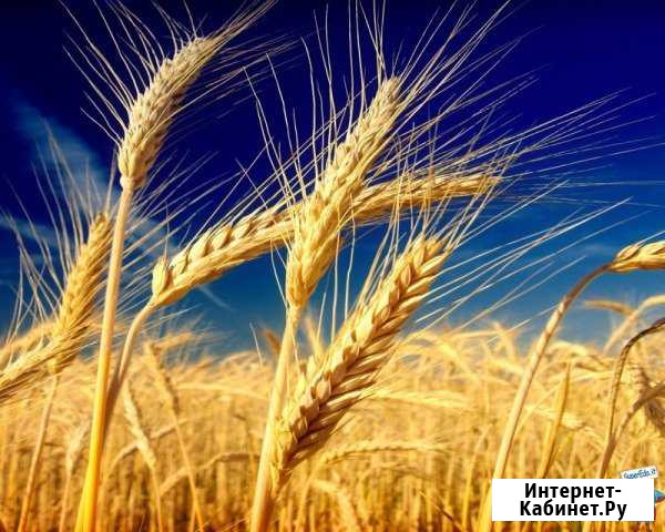 Комбикорм,зерно,сухое молоко,добавки,сено Арзамас - изображение 1