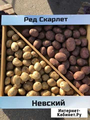 Картофель Пласт - изображение 1