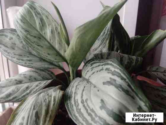 Аглаонема, хлорофитум, гибискус, корол. пеларгония Кемерово