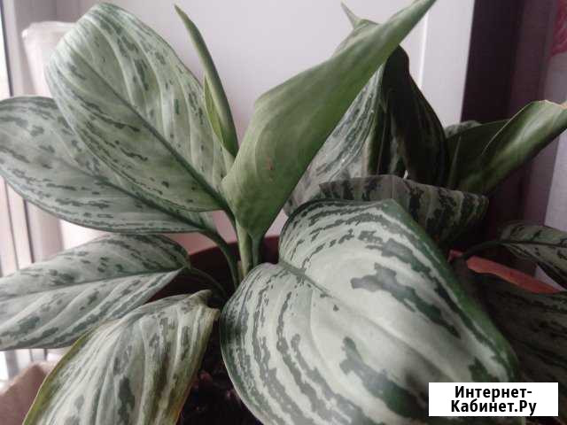 Аглаонема, хлорофитум, гибискус, корол. пеларгония Кемерово - изображение 1