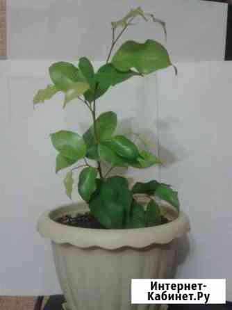 Продаю фикус Бенджамина Волгоград