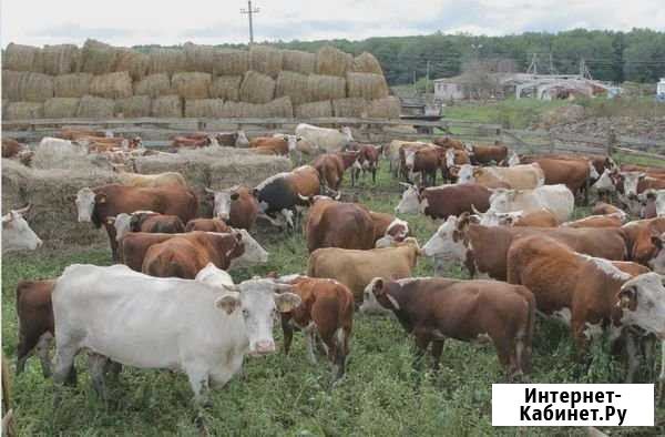 Продаю долю сельхозбизнес бизнеса Краснодар - изображение 1