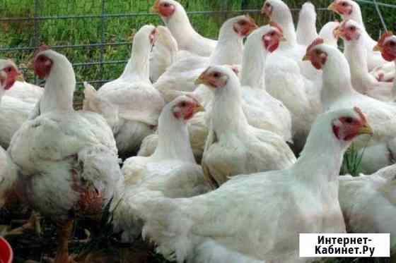 Помёт куриный, перепелиный Нижний Новгород