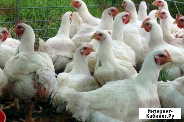 Помёт куриный, перепелиный Нижний Новгород - изображение 1