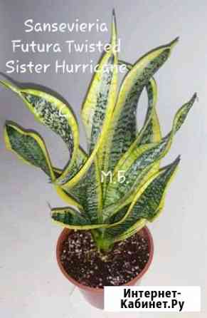 Сансевиерия Самара