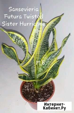 Сансевиерия Самара - изображение 1