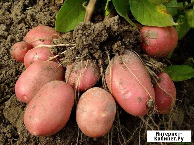 Картофель Рузаевка - изображение 1