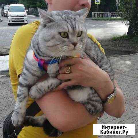 Вязка кота Белогорск