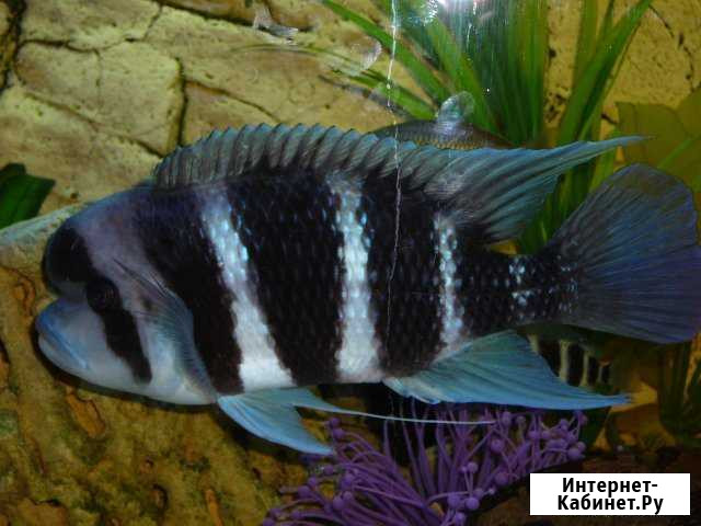 Фронтоза/Cyphotilapia frontosa мальки Чебоксары - изображение 1