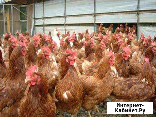 Куры несушки Волоколамск - изображение 1
