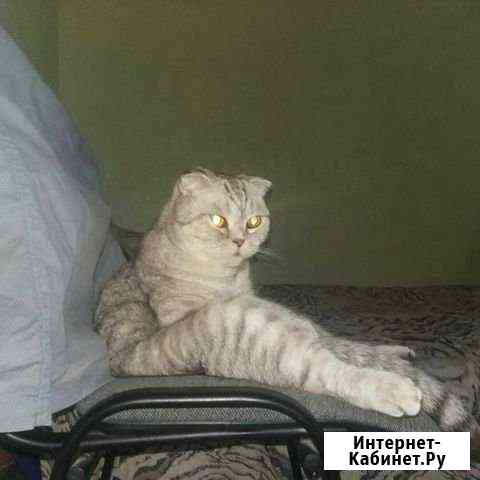 Британская чистокровная Волгоград