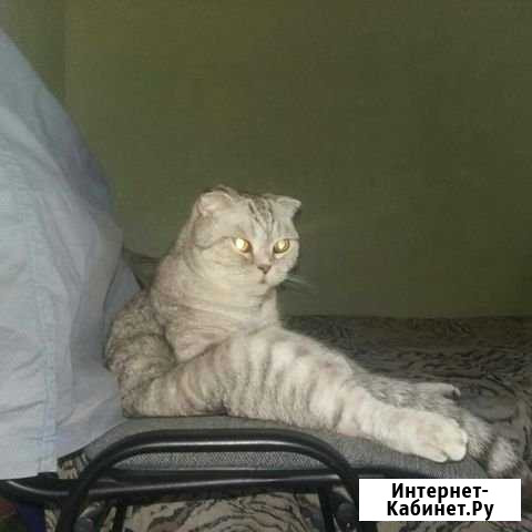 Британская чистокровная Волгоград - изображение 1