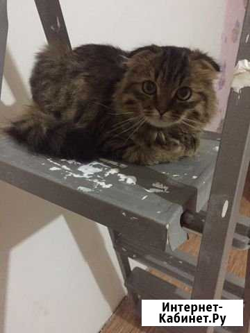 Котёнок мальчик Бузулук - изображение 1